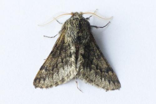 Réf. 224 430 : Apocheima hispidaria